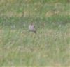 Photo of Richard's Pipit at Newport Pagnell, Newport Pagnell, Buckinghamshire. Taken by Harshith Parthiban on 22nd March 2025.