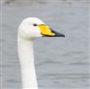 Whooper Swan
