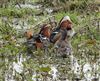 Mandarin Duck