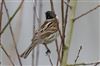Reed Bunting