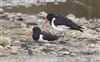 Oystercatcher