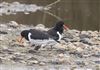 Oystercatcher