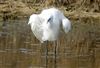Little Egret