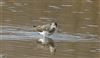 Green Sandpiper