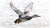 Gadwall