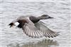 Gadwall