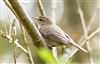 Chiffchaff