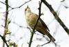 Chiffchaff