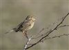 Corn Bunting
