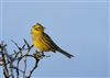 Yellowhammer