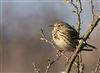 Meadow Pipit
