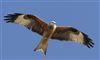 Red Kite