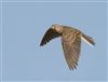 Skylark