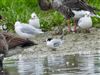 Arctic Tern