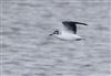 Little Gull