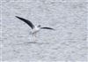 Little Gull