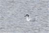 Little Gull