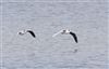 Little Gull