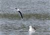 Little Gull