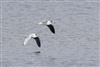 Little Gull
