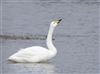 Whooper Swan