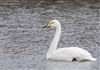 Whooper Swan