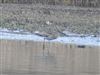 Curlew