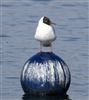 Black-headed Gull