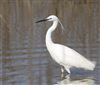 Little Egret