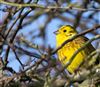 Yellowhammer