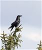 Raven