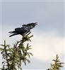 Raven