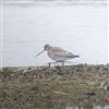 Bar-tailed Godwit