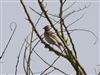 Brambling
