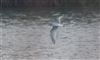 Little Gull