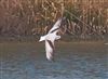Little Gull