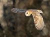 Barn Owl