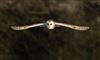 Barn Owl