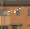 Barn Owl