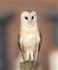 Barn Owl