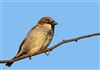 House Sparrow