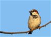 House Sparrow