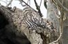 Little Owl