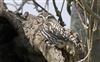 Little Owl