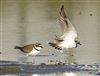 Little Ringed Plover