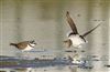 Little Ringed Plover