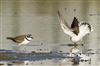 Little Ringed Plover