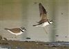 Little Ringed Plover