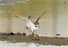 Little Ringed Plover