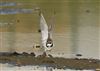 Little Ringed Plover